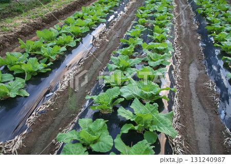 畑に植えられた白菜苗 131240987
