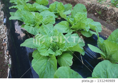 畑に植えられた白菜苗 131240989