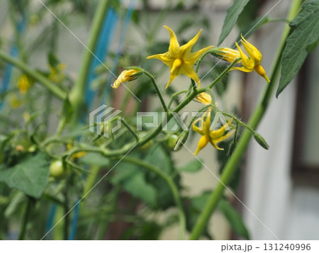 黄色いミニトマトの花 黄色いミニトマトの花 131240996