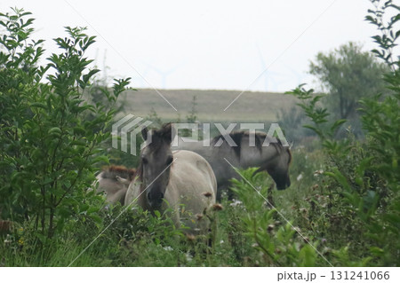 Konik 131241066