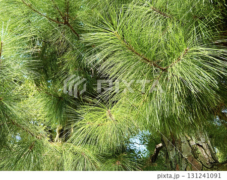 テーダマツのクローズアップ テーダマツのクローズアップ 131241091