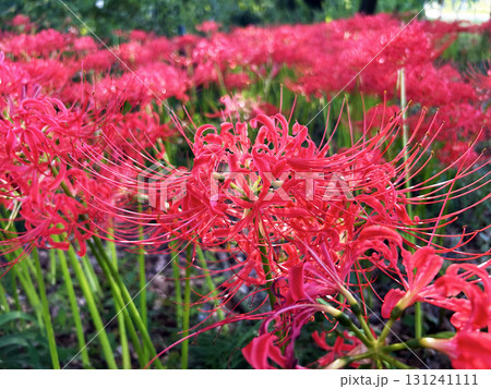 真っ赤な彼岸花 真っ赤な彼岸花 131241111