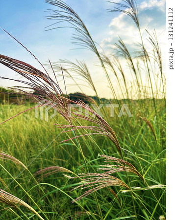秋の青空に映えるススキ 131241112