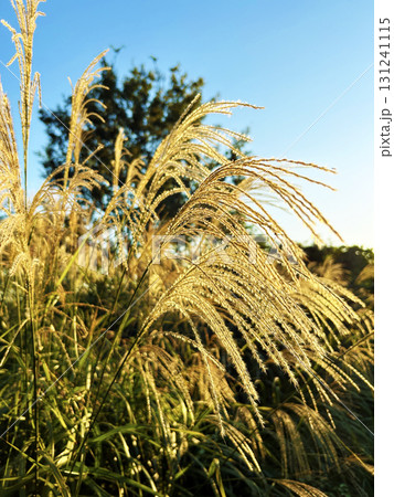 秋の青空とススキ 131241115