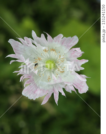 Poppy   (Papaver orientale) 131241150