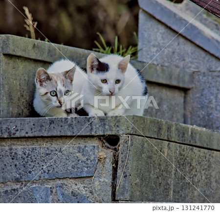 Two Cats on Stone Step 131241770