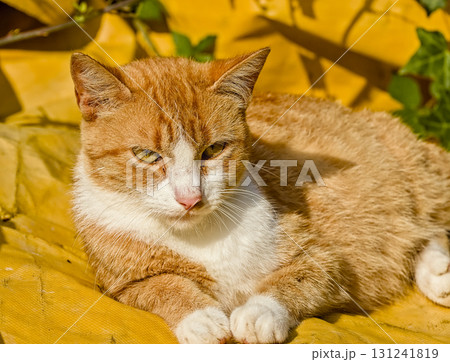 Close-up of ginger cat lying on yellow backdrop 131241819