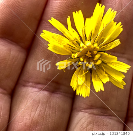 Gentle Palm with Wild Daisy Gentle Palm with Wild Daisy 131241840