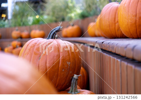 Vibrant orange pumpkins arranged on rustic wooden shelves, symbolizing autumn harvest and festive seasonal decoration for holidays Vibrant orange pumpkins arranged on rustic wooden shelves, symbolizing autumn harvest and festive seasonal decoration for holidays 131242566