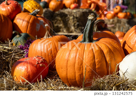 Vibrant orange pumpkins and diverse decorative gourds abundantly displayed on dry hay, symbolizing rich autumn harvest festivals and traditional holiday season decor Vibrant orange pumpkins and diverse decorative gourds abundantly displayed on dry hay, symbolizing rich autumn harvest festivals and traditional holiday season decor 131242575