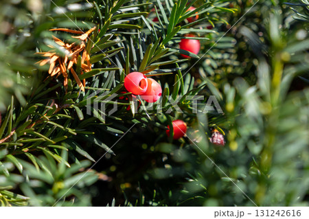 Vivid red yew berries brightly adorn lush green evergreen needles, symbolizing seasonal beauty and natural resilience in a botanical garden setting 131242616
