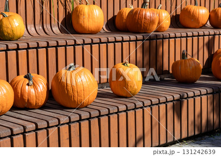 Vibrant orange pumpkins are artfully displayed on tiered wooden benches, celebrating bountiful autumn harvests, festive fall holidays, and seasonal outdoor decorations 131242639