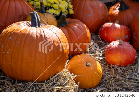 Vibrant array of diverse orange and reddish pumpkins arranged on rustic hay with yellow flowers, celebrating abundant autumn harvest, festive season, and traditional holiday spirit Vibrant array of diverse orange and reddish pumpkins arranged on rustic hay with yellow flowers, celebrating abundant autumn harvest, festive season, and traditional holiday spirit 131242640