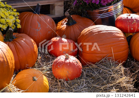 Assortment of orange pumpkins and various gourds displayed on a rustic hay bed with vibrant fall chrysanthemums, ideal for festive autumn decor 131242641
