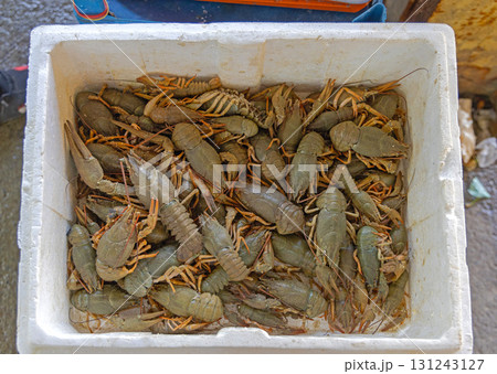 Live Crayfish Freshwater Lobsters 131243127