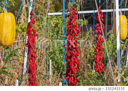 Red Chili Pepper Ristras Red Chili Pepper Ristras 131243131
