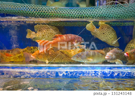 Fish Market Water Tank Fish Market Water Tank 131243148