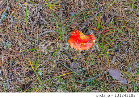 Mushroom Fly Agaric 131243188