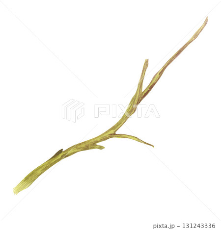 asparagus isolated on gray background 131243336