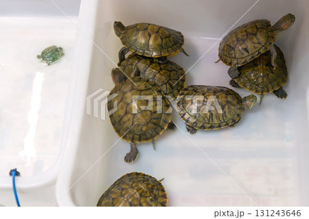 Baby Turtles Box 131243646