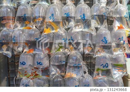 Pet Shop Mong Kok 131243668