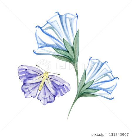 Watercolor delicate illustration of blooming datura and moth. Night moonlight flowers 131243907