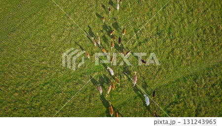 Fallow deer are walking on green field in sunny day, creating a peaceful and natural scene, captured from an aerial perspective. Wild nature background, wildlife discovery. Drone flight 131243965