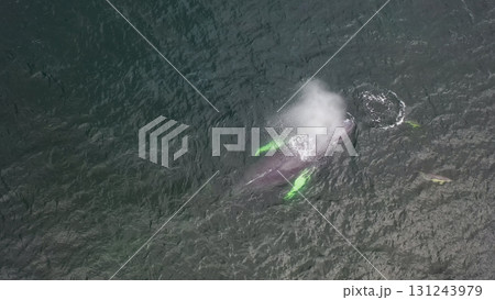 Humpback Whales, Megaptera novaeangliae, travelling and blowing in Donegal Bay, Ireland 131243979