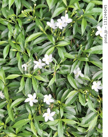 Close-up of lush green foliage with delicate white star-shaped flowers, creating a natural, organic texture Close-up of lush green foliage with delicate white star-shaped flowers, creating a natural, organic texture 131244045