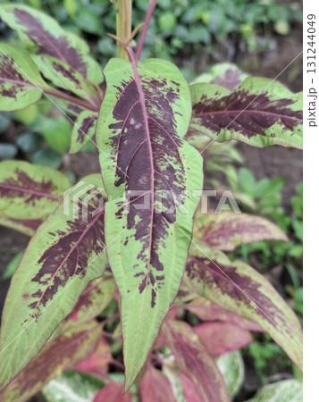Close-up of a vibrant coleus plant with striking green, burgundy, and purple patterned leaves in soft focus 131244049