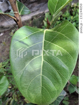 Close-up of a large, vibrant green leaf with prominent veins, showcasing natural textures and organic beauty. 131244050