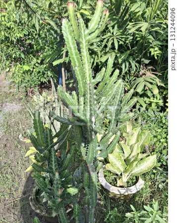Tall, green cactus plants with segmented stems, growing outdoors in pots surrounded by lush foliage Tall, green cactus plants with segmented stems, growing outdoors in pots surrounded by lush foliage 131244096