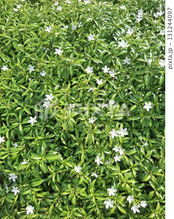 A dense carpet of vibrant green foliage dotted with small, delicate white star-shaped flowers. A dense carpet of vibrant green foliage dotted with small, delicate white star-shaped flowers. 131244097