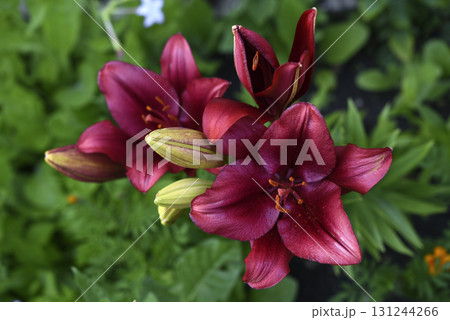 Red lilies with stripes close-up. Beautiful bright red lilies in the garden in summer. A large lily flower. Red lilies with stripes close-up. Beautiful bright red lilies in the garden in summer. A large lily flower. 131244266