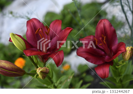 Red lilies with stripes close-up. Beautiful bright red lilies in the garden in summer. A large lily flower. Red lilies with stripes close-up. Beautiful bright red lilies in the garden in summer. A large lily flower. 131244267