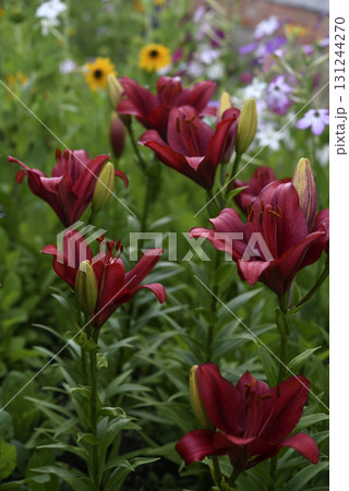 Red lilies with stripes close-up. Beautiful bright red lilies in the garden in summer. A large lily flower. 131244270