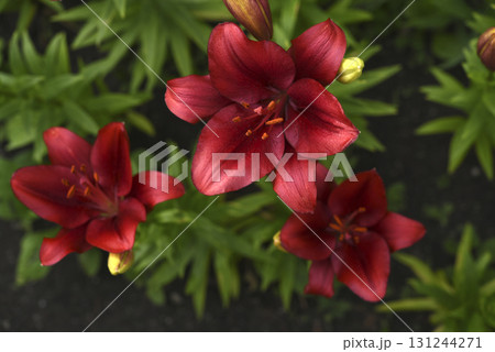 Red lilies with stripes close-up. Beautiful bright red lilies in the garden in summer. A large lily flower. Red lilies with stripes close-up. Beautiful bright red lilies in the garden in summer. A large lily flower. 131244271