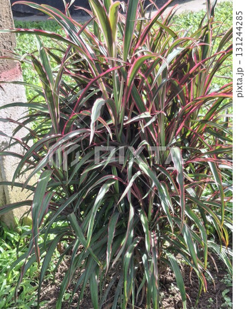 Close-up of a vibrant, multi-colored plant with long, pointed leaves in shades of green, red, and purple 131244285