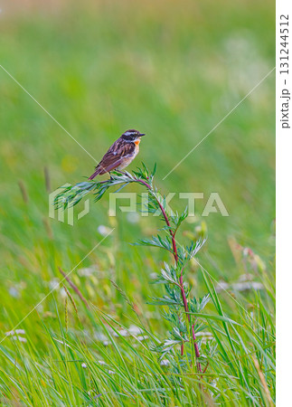 Whinchat - Saxicola rubetra posing on a stone Whinchat - Saxicola rubetra posing on a stone 131244512