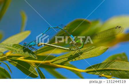 The azure damselfly - Coenagrion puella mating The azure damselfly - Coenagrion puella mating 131244519