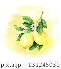 Lemon branch: lemons, flowers, leaves, spot. Vintage watercolor illustration, hand drawn, isolated on white background. Suitable for menus, cosmetics, packaging, cards. 131245031