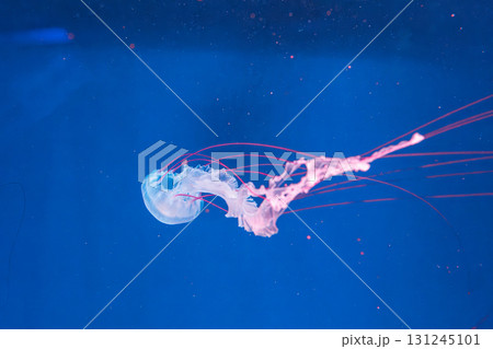 underwater photography jellyfish Purple striped jelly. Chrysaora colorata underwater photography jellyfish Purple striped jelly. Chrysaora colorata 131245101