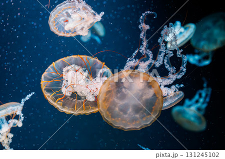 underwater photography jellyfish Chrysaora fuscescens, Pacific sea nettle, West Coast sea nettle underwater photography jellyfish Chrysaora fuscescens, Pacific sea nettle, West Coast sea nettle 131245102
