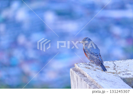 幸せの青い鳥　〜眼下に広がる街並みを見下ろすイソヒヨドリのまなざし〜 131245307