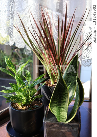 窓辺の観葉植物ドラセナ、クロトン、サンスベリア 窓辺の観葉植物ドラセナ、クロトン、サンスベリア 131245902