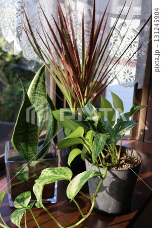 窓辺の観葉植物ドラセナ、クロトン、ポトス 131245904