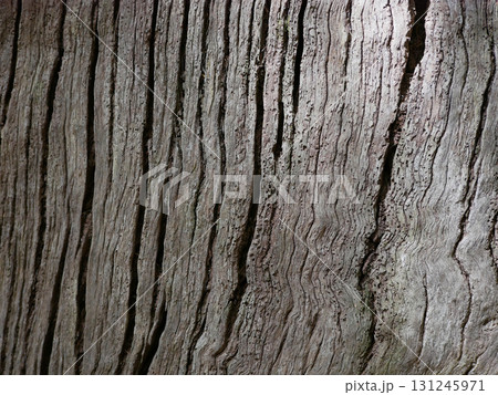 Rough Tree Bark Texture with Natural Lines and Shadows 131245971