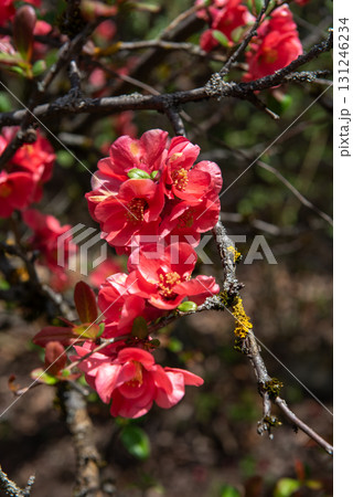 Red flowering quince blossoms in spring sunlight Red flowering quince blossoms in spring sunlight 131246234
