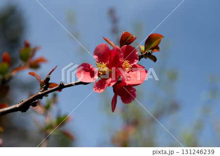 Red flowering quince blossoms in spring sunlight Red flowering quince blossoms in spring sunlight 131246239