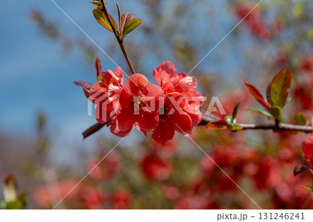 Red flowering quince blossoms in spring sunlight Red flowering quince blossoms in spring sunlight 131246241